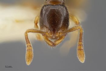 Media type: image;   Entomology 517080